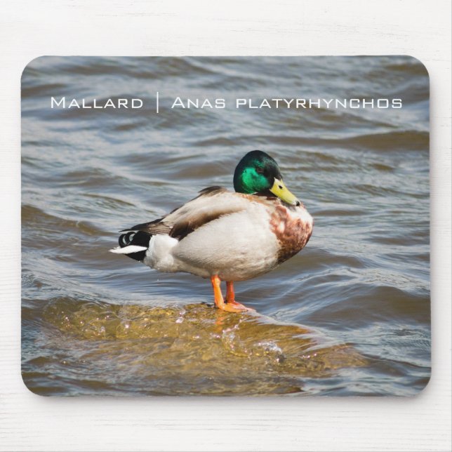 Mallard Drake Musmatta (Framsidan)