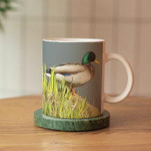 Mallard Drake Nature Photo