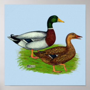 Mallard Drake och Anka Poster