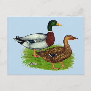 Mallard Drake och Anka Vykort