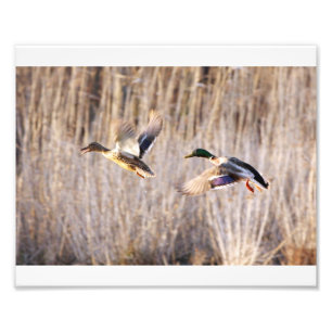 Mallard Drake och Hen Print Fototryck
