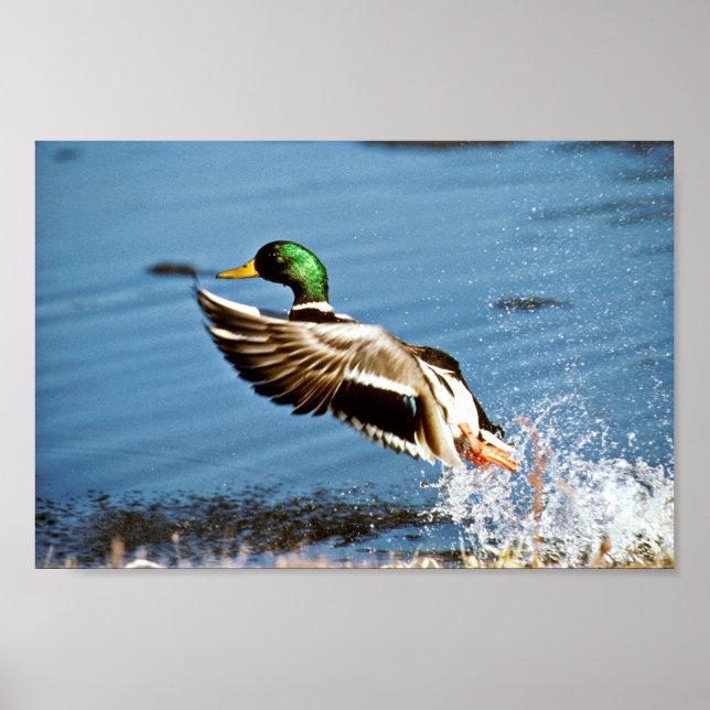 Mallard drake poster (Framsidan)