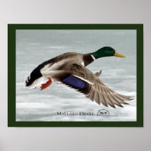 Mallard Drake under flygning