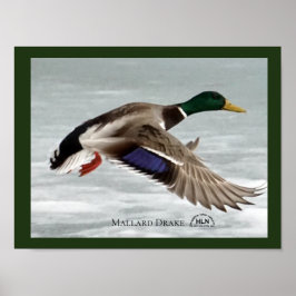 Mallard Drake under flygning Poster