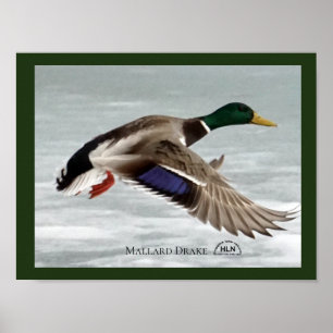 Mallard Drake under flygning Poster