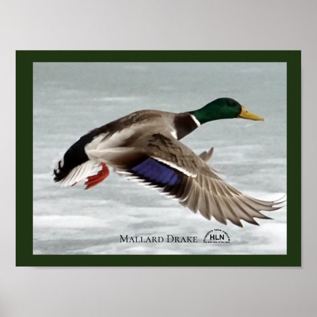 Mallard Drake under flygning Poster (Framsidan)