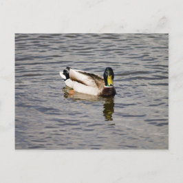 Mallard Drake Vykort