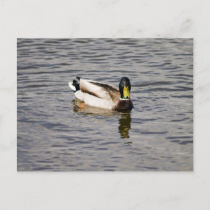 Mallard Drake Vykort