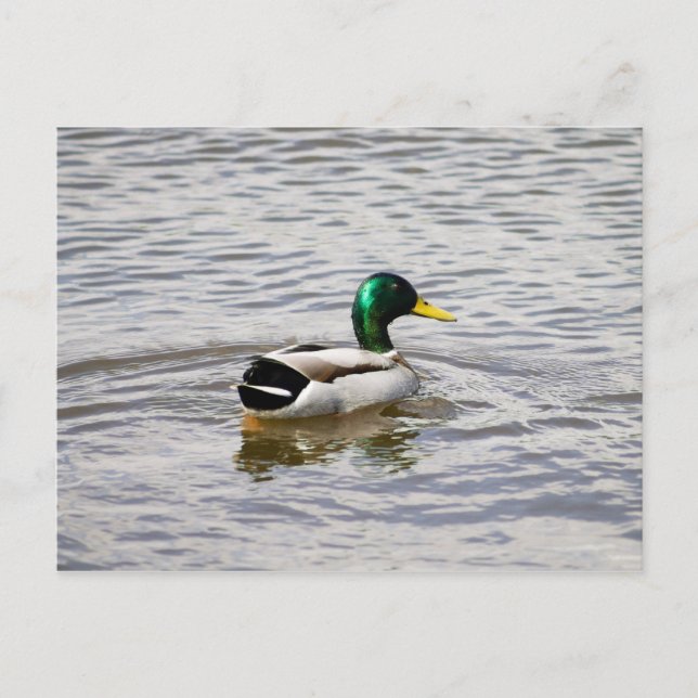 Mallard Drake Vykort (Framsida)
