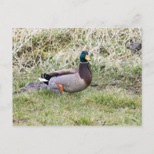 Mallard Drake Vykort