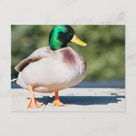Mallard Drake Vykort