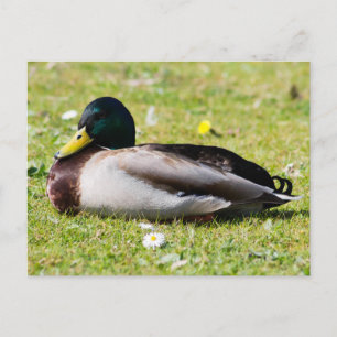 Mallard Drake Vykort