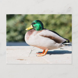 Mallard Drake Vykort