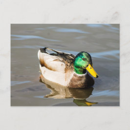 Mallard Drake-vykort Vykort