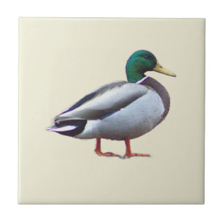 Mallard Duck Photo Tile Kakelplatta