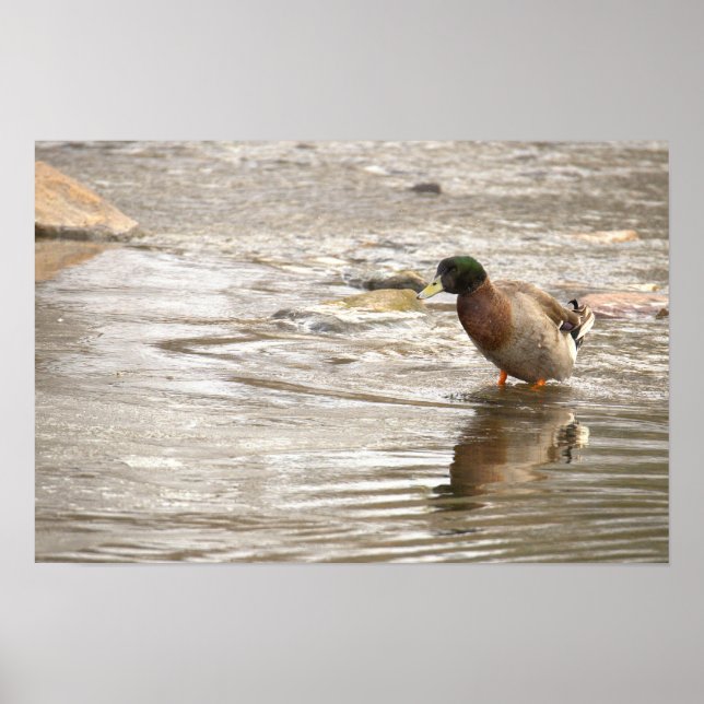 Mallard Duck Poster (Framsidan)