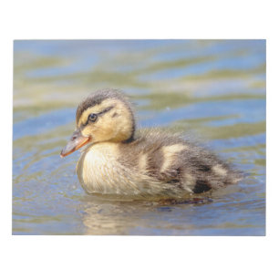 Mallard Duckling Anteckningsblock
