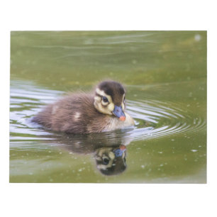 Mallard Duckling Anteckningsblock
