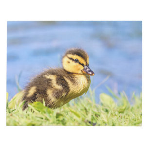 Mallard Duckling Anteckningsblock