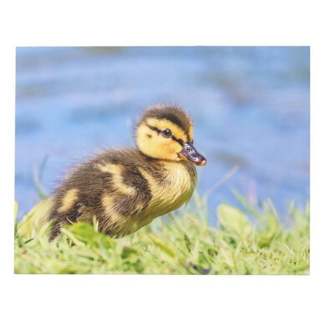 Mallard Duckling Anteckningsblock (Framsida)