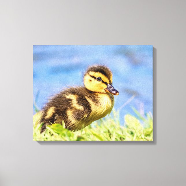 Mallard Duckling Canvastryck (Framsida)