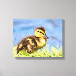 Mallard Duckling Canvastryck