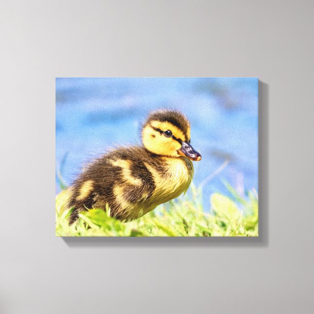 Mallard Duckling Canvastryck (Framsida)