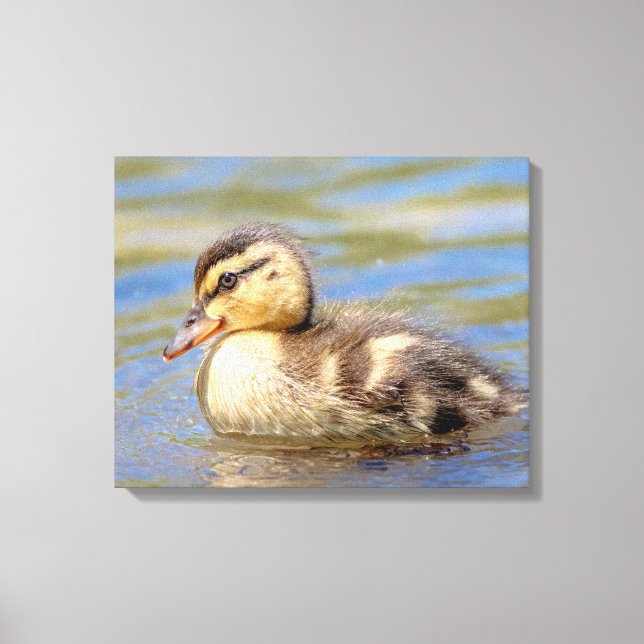 Mallard Duckling Canvastryck (Framsida)