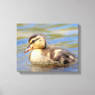 Mallard Duckling Canvastryck