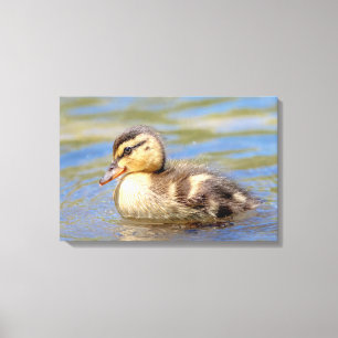 Mallard Duckling Canvastryck