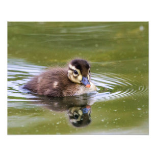 Mallard Duckling Fototryck