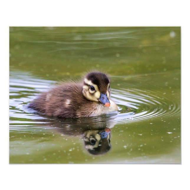 Mallard Duckling Fototryck (Framsidan)