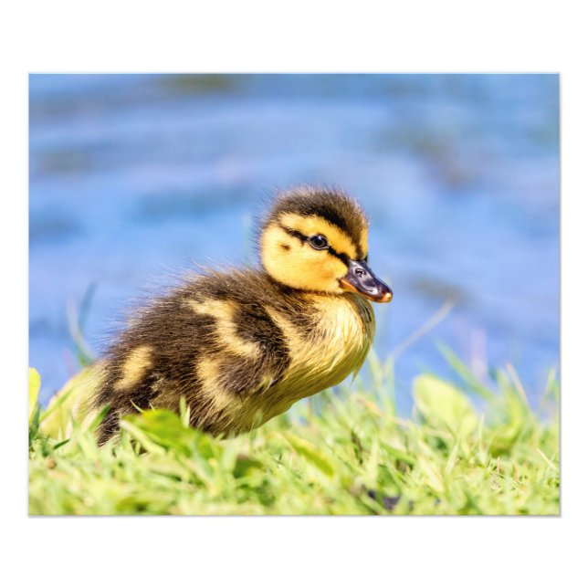 Mallard Duckling Fototryck (Framsidan)