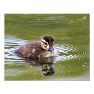 Mallard Duckling Fototryck