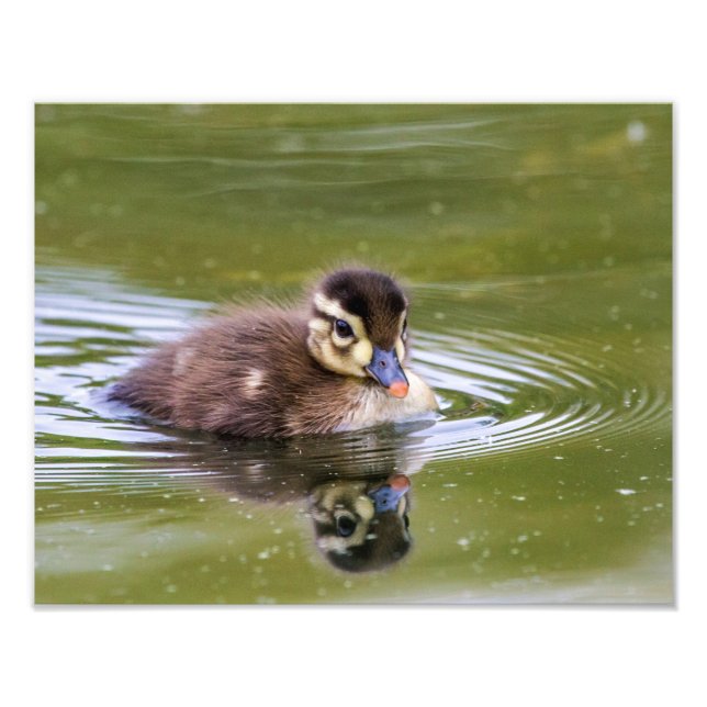 Mallard Duckling Fototryck (Framsidan)