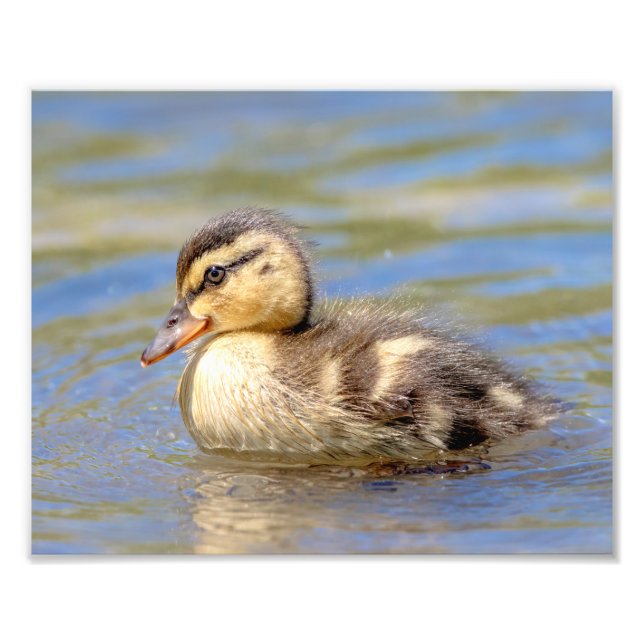 Mallard Duckling Fototryck (Framsidan)