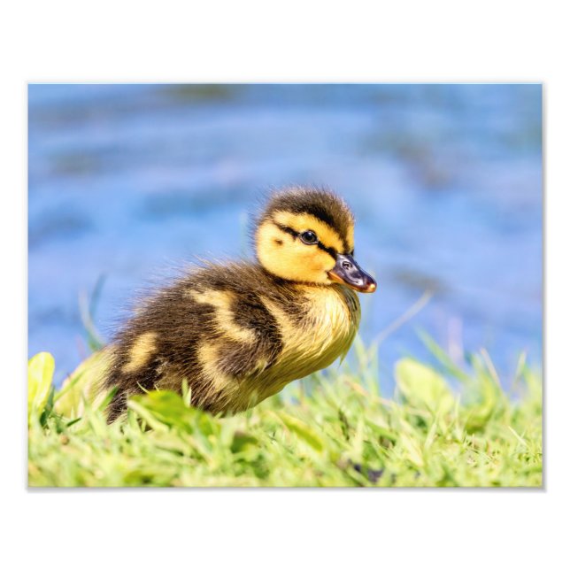Mallard Duckling Fototryck (Framsidan)