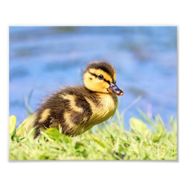 Mallard Duckling Fototryck (Framsidan)