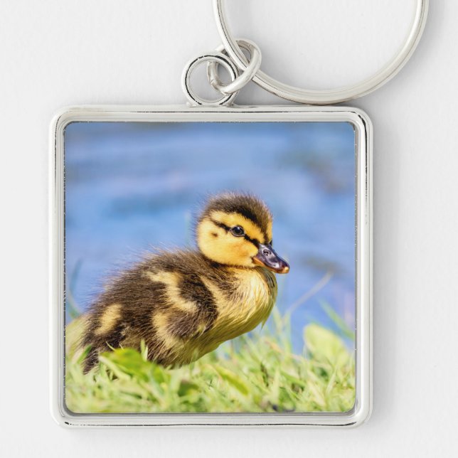 Mallard Duckling Fyrkantig Silverfärgad Nyckelring (Framsidan)