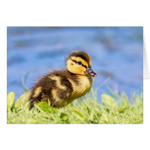 Mallard Duckling Hälsningskort