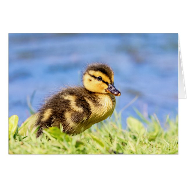 Mallard Duckling Hälsningskort (Framsidan Horizontal)