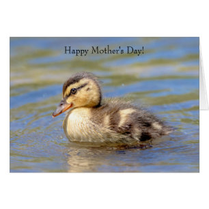 Mallard Duckling Hälsningskort