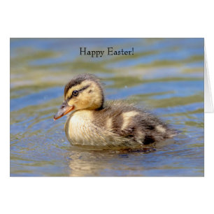 Mallard Duckling Hälsningskort
