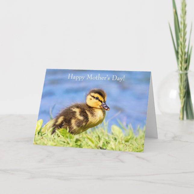 Mallard Duckling Kort (Framsida)
