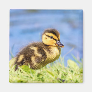 Mallard Duckling Magnet