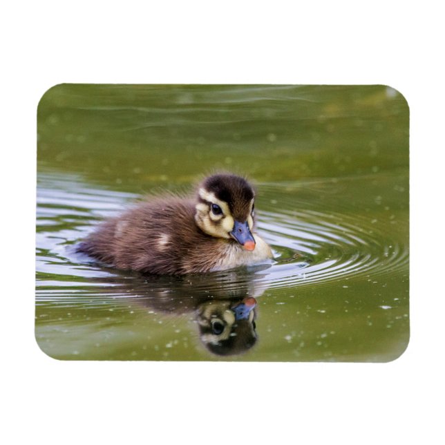 Mallard Duckling Magnet (Horisontell)