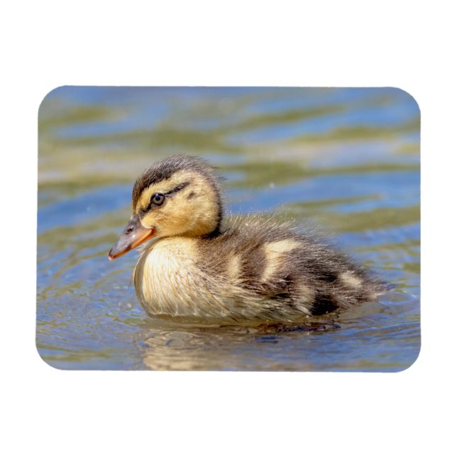 Mallard Duckling Magnet (Horisontell)