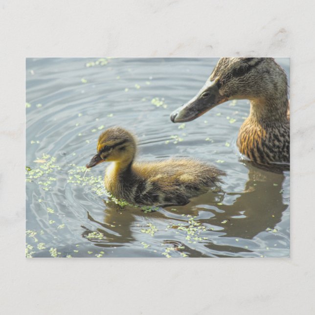 Mallard Duckling med Mor, Vykort (Framsida)