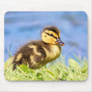 Mallard Duckling Musmatta