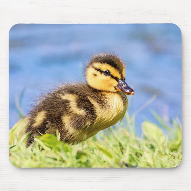 Mallard Duckling Musmatta (Framsidan)